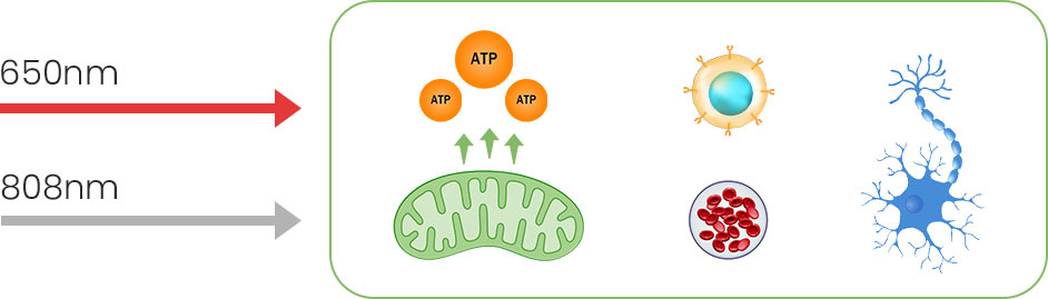 Photobiomodulation Mechanism